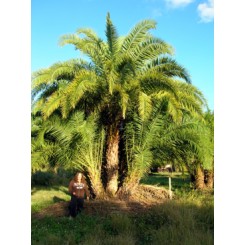 Reclinata Palm 26' Overall Height